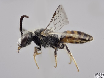 [Sphecodes solonis male thumbnail]